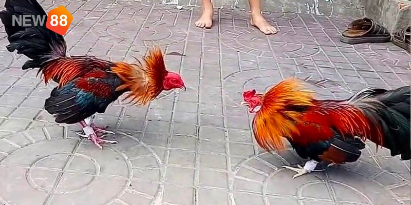 Đá gà hàng xáo là gì? Đá gà hàng xáo là gì?