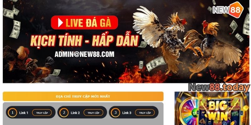 Đá gà NEW88 có gì đặc biệt? Đá gà NEW88 có gì đặc biệt?