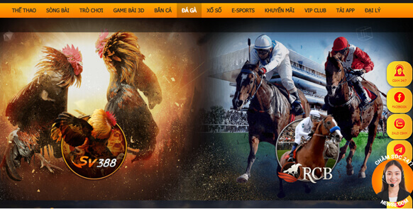 Hướng dẫn xem và chơi đá gà online NEW88 Hướng dẫn xem và chơi đá gà online NEW88